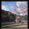 河津桜４