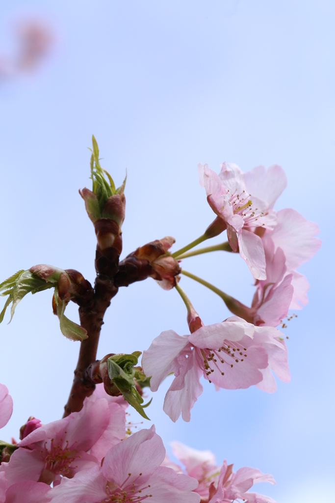 近所の河津桜１