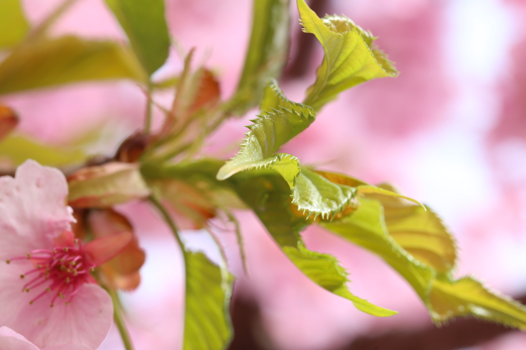 近所の河津桜２