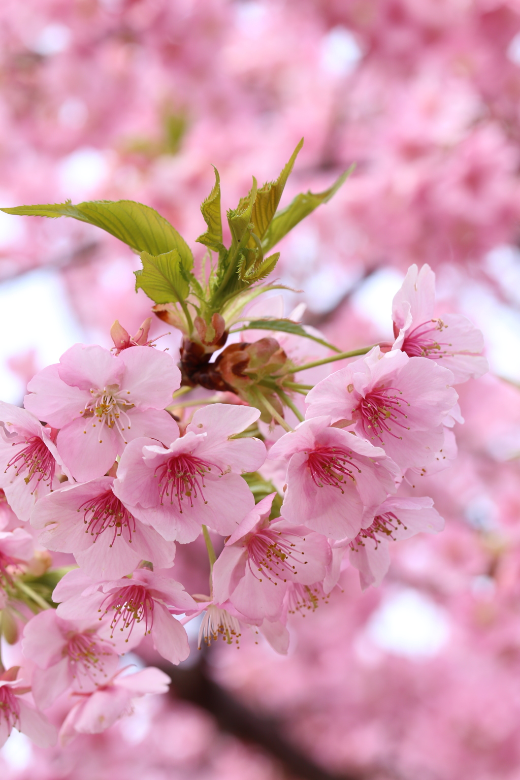 近所の河津桜３