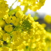 菜の花１
