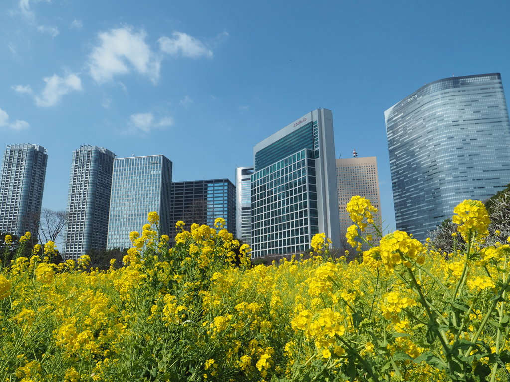 浜離宮の菜の花２