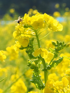 菜の花２