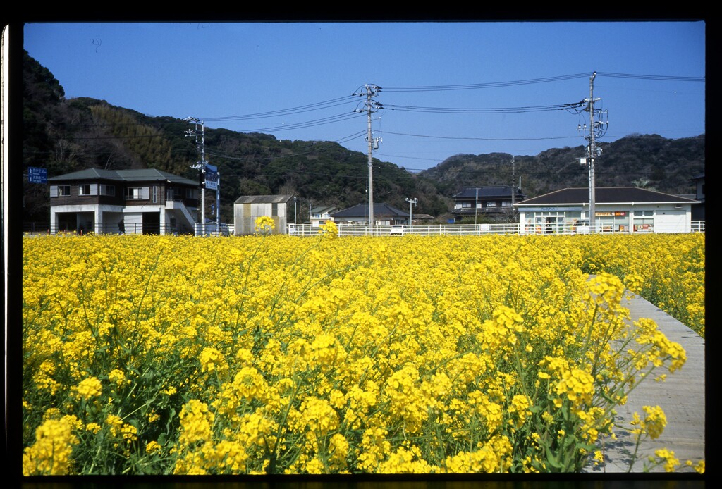 日野の菜の花