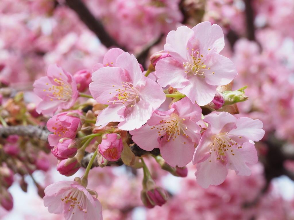 近所の河津桜８