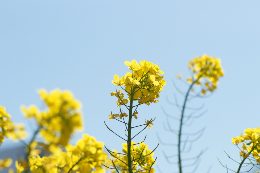 近所の菜の花２