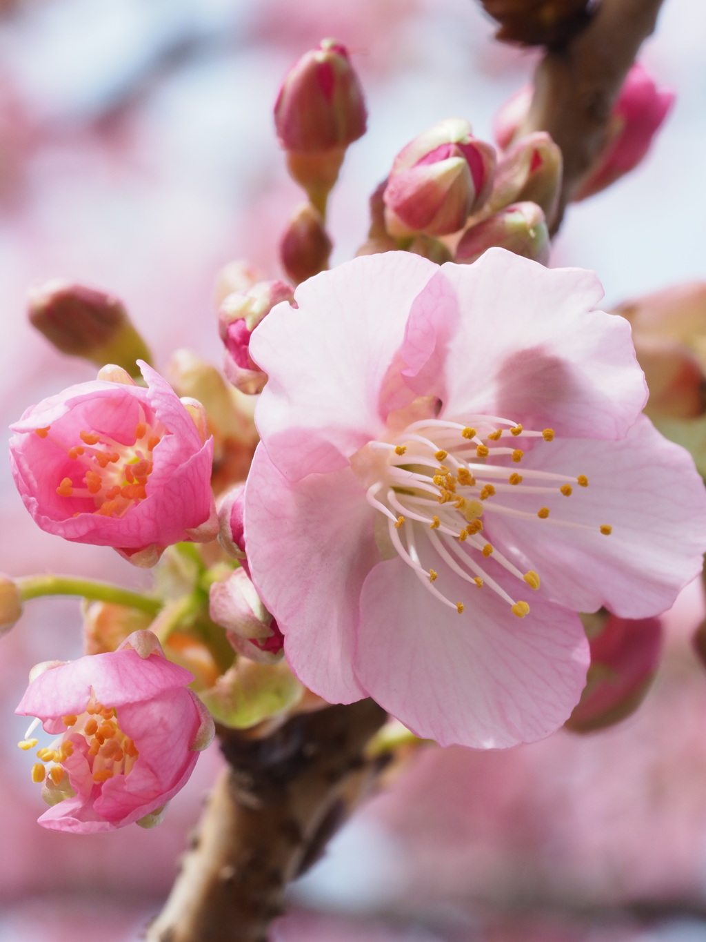 近所の河津桜６