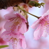 近所の河津桜４