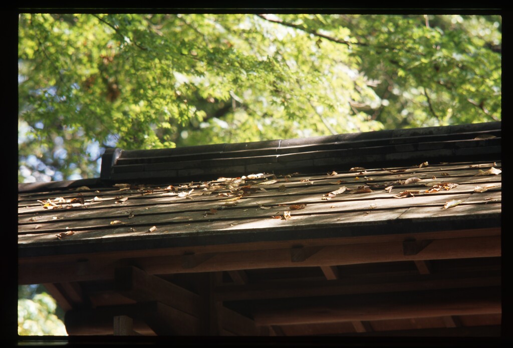 落葉のある屋根