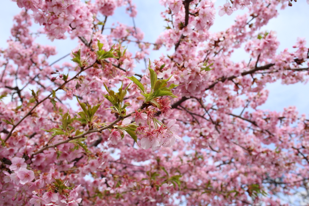 近所の河津桜５