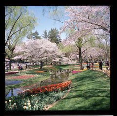 チューリップと桜２