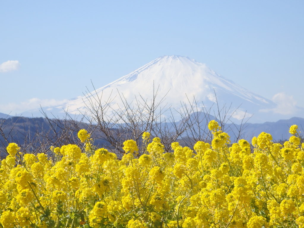 お花の富士山
