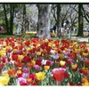 昭和記念公園チューリップ５