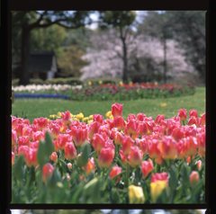 チューリップと桜５