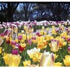 昭和記念公園のチューリップ１