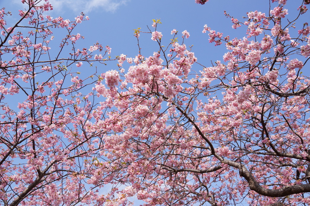 河津桜１