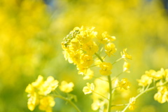 都内の菜の花２