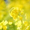 都内の菜の花２
