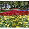 昭和記念公園チューリップ２