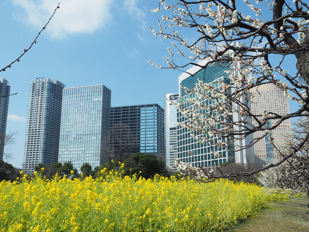 浜離宮の菜の花１