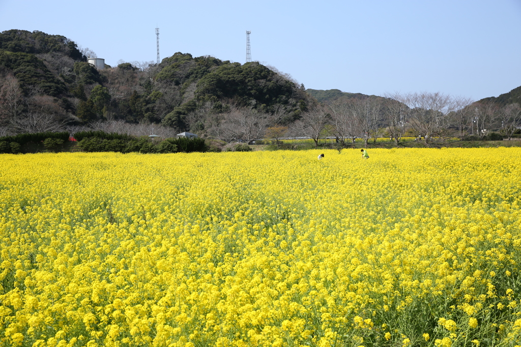 日野の菜の花１