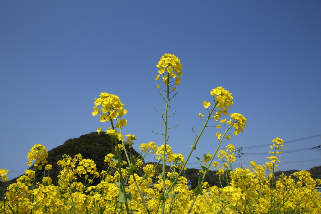 日野の菜の花３