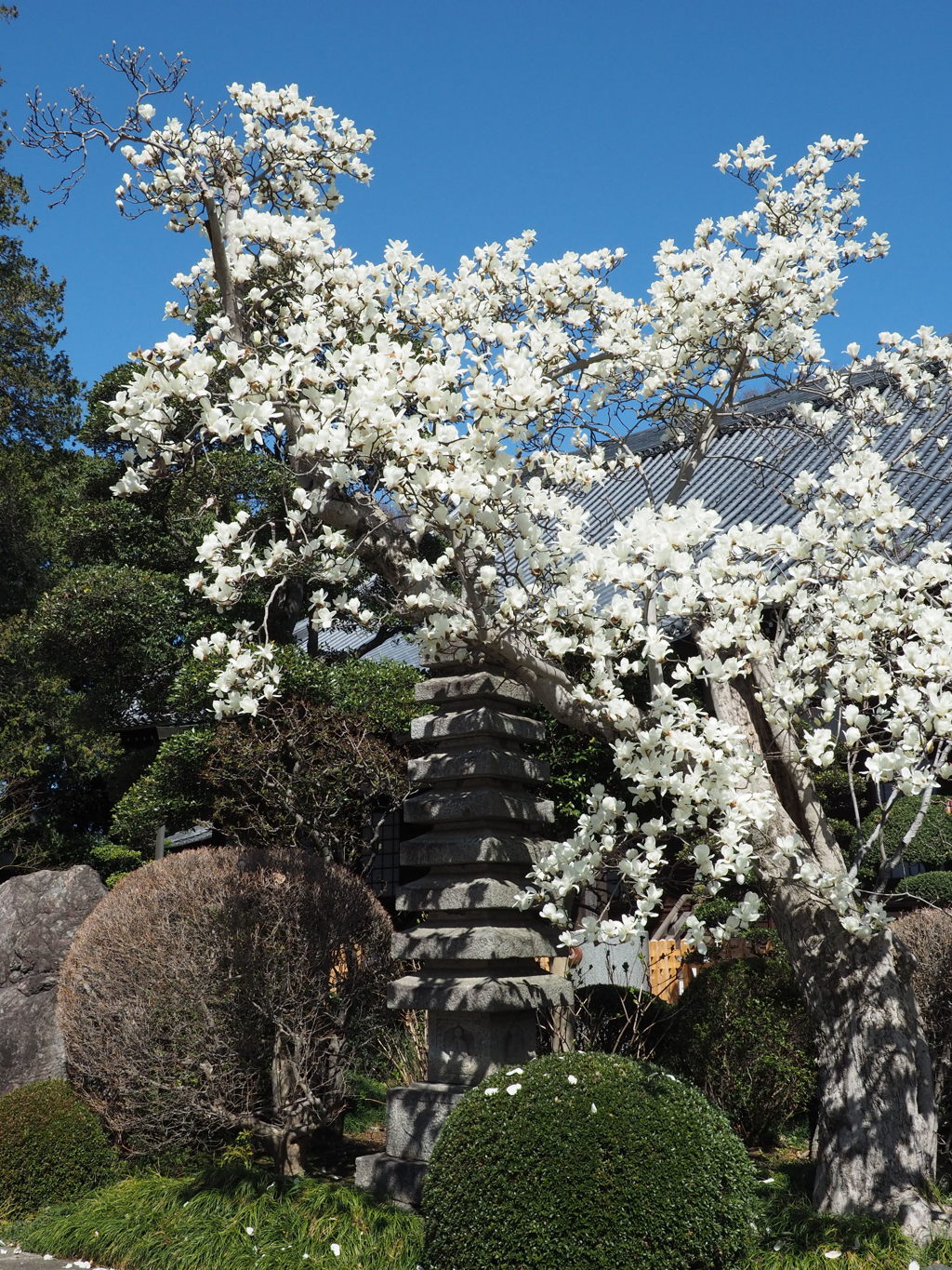木蓮