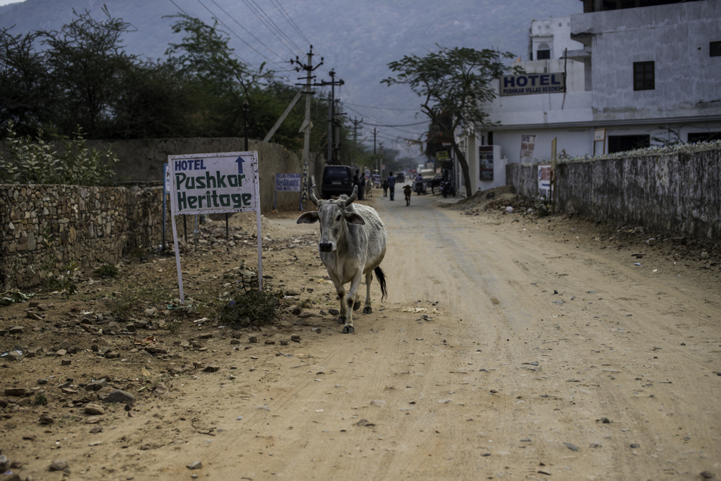 cows walking