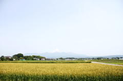小麦と赤城山