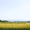 小麦と赤城山