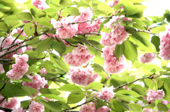 八重桜