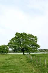 空と木と草原