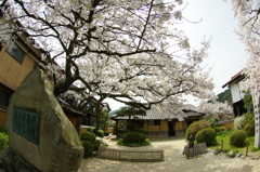 森　鴎外邸の桜