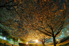 真締川の夜桜