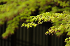 京都御所にて