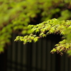 京都御所にて