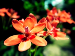 花咲く。