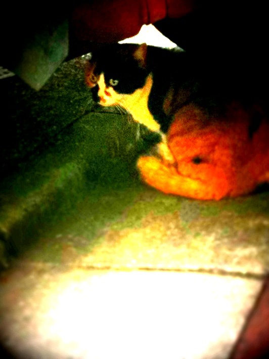ねこ。