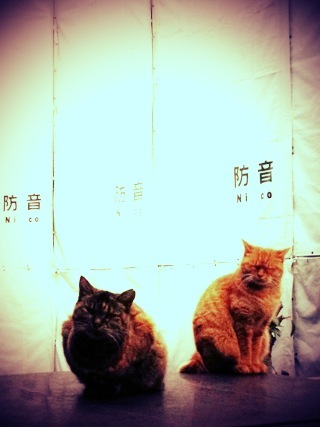 ねこ。