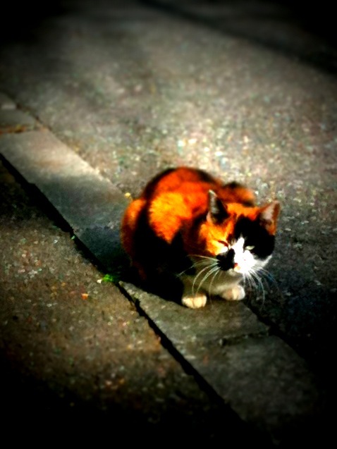 ねこ