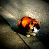 ねこ