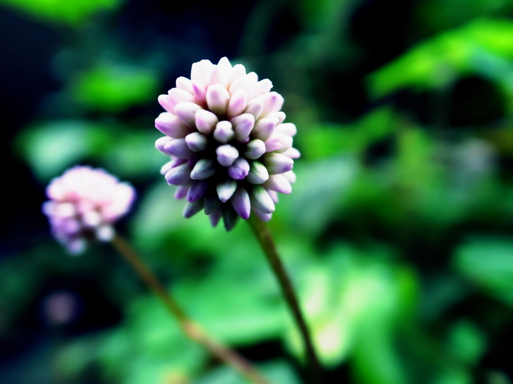 花？