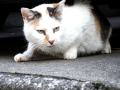 猫。