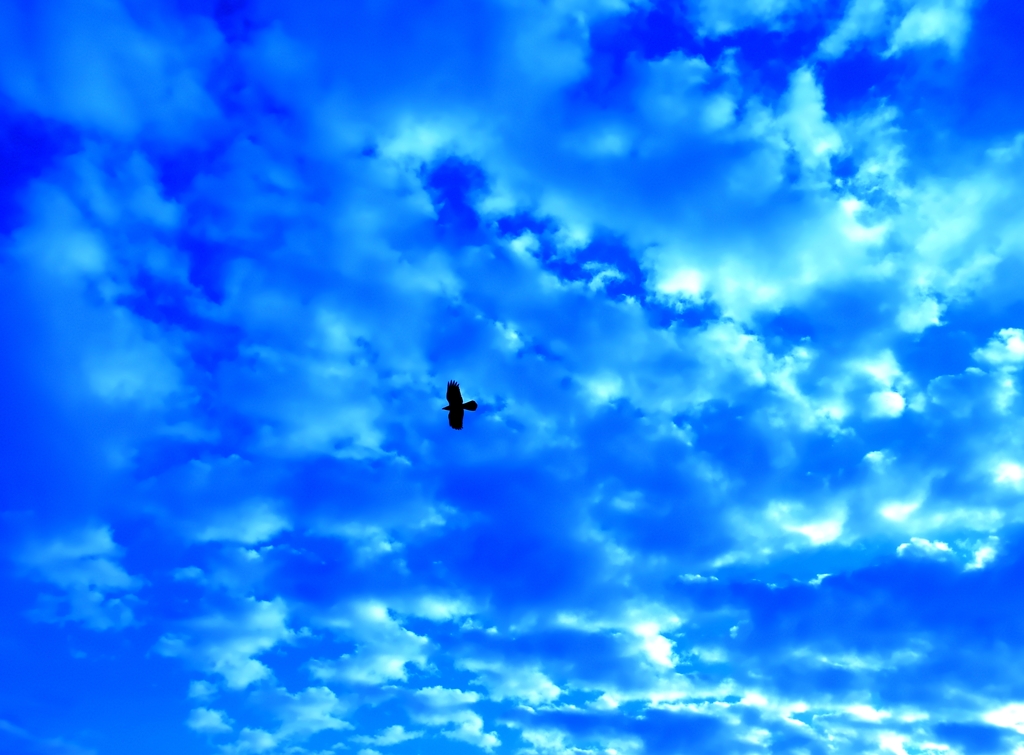 青空に舞う。