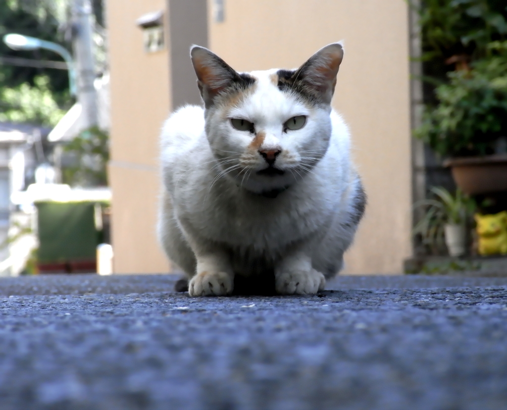 猫。