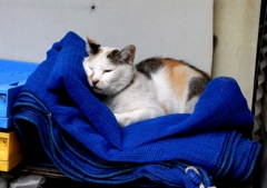 猫