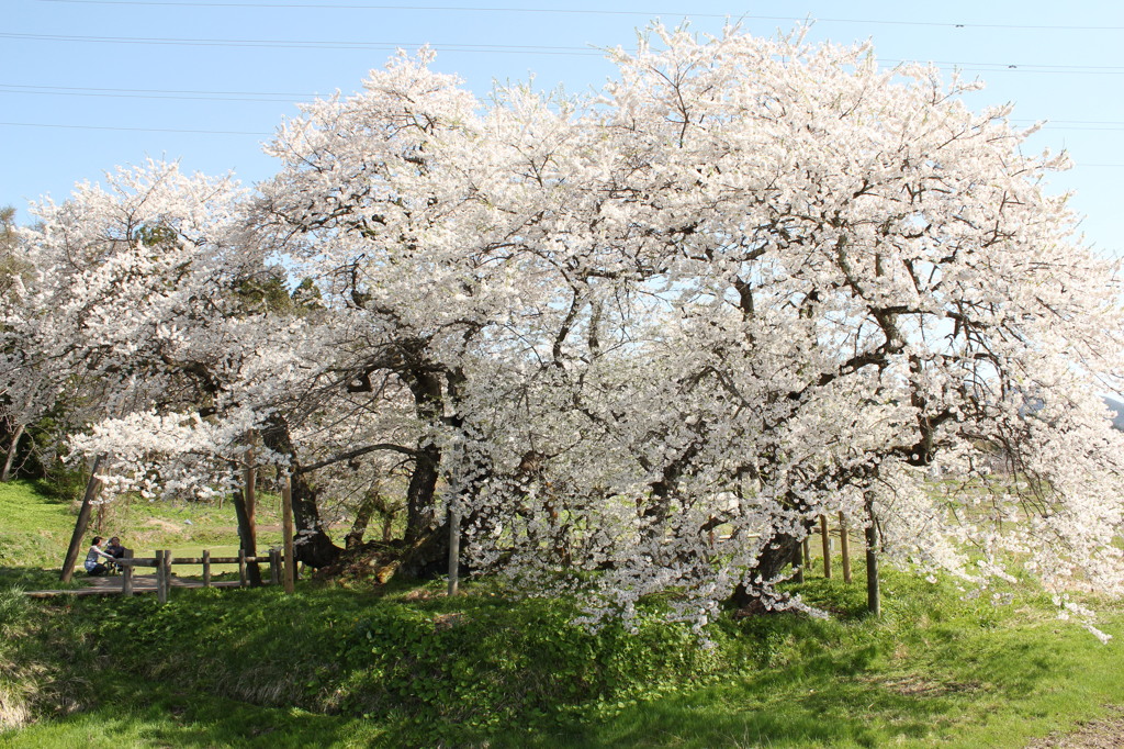 会津～石部桜～