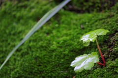 雨あがりの若葉