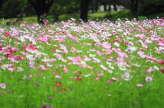 IMG_9286
