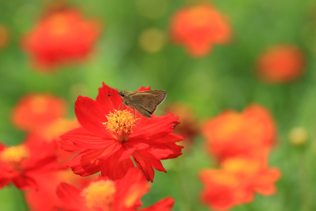 セセリと花